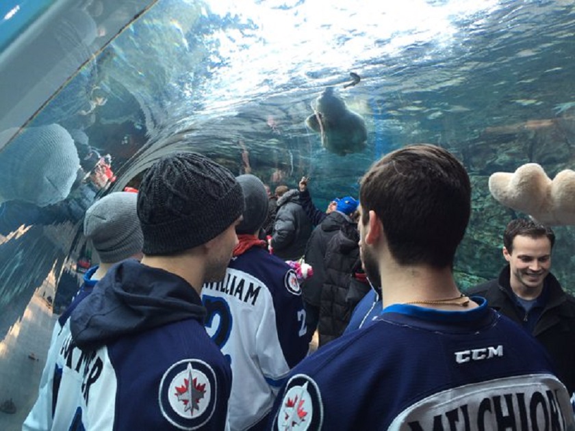 Manitoba Moose meet and greet with fans, polar bears at the Assiniboine Park Zoo - image