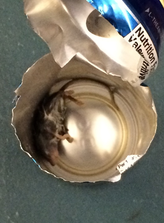 Dead mouse no hit with energy drinker - image