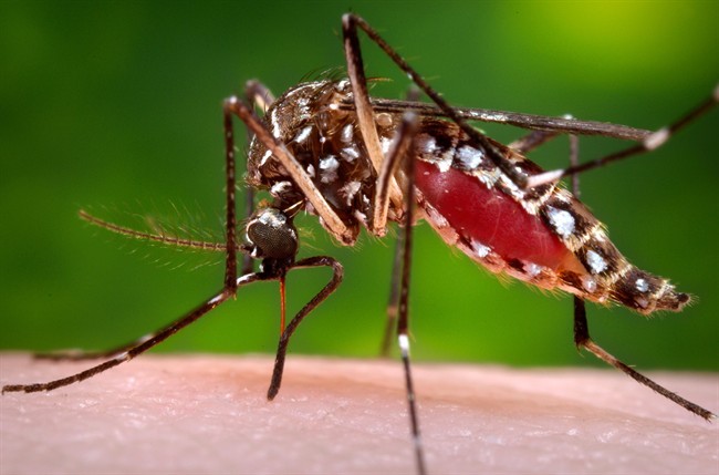 This 2006 photo provided by the Centers for Disease Control and Prevention shows a female Aedes aegypti mosquito in the process of acquiring a blood meal from a human host. 