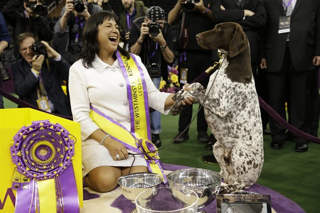 Valerie Nunes-Atkinson and CJ, a German shorthaired pointer, pose for photographers after CJ won best in show at the 140th Westminster Kennel Club dog show, Tuesday, Feb. 16, 2016, at Madison Square Garden in New York. 