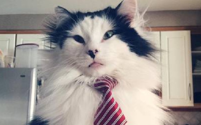 Oreo the cat, pictured above, has teamed up with Atchoum to become anti-bullying ambassadors. Sunday, Feb. 21, 2016.