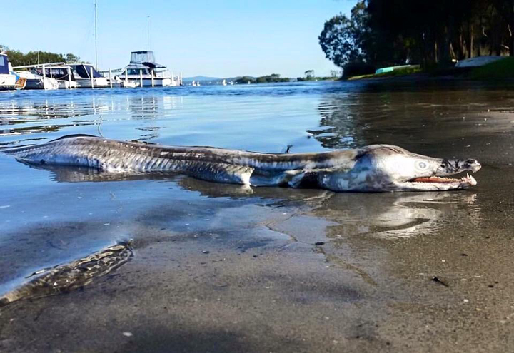 Ethan Tippa claims to have photographed this bizarre creature in Swansea, Australia, which some believe is a pike eel.