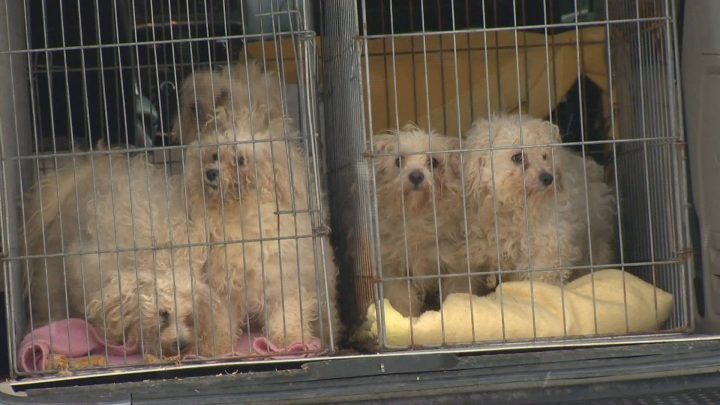 Dogs seized in a puppy mill, seen in this file photo.
