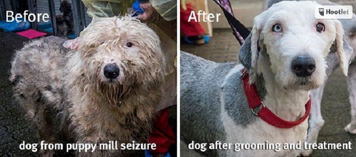 A before and after comparison of one of the dog's seized at the Langley puppy mill.