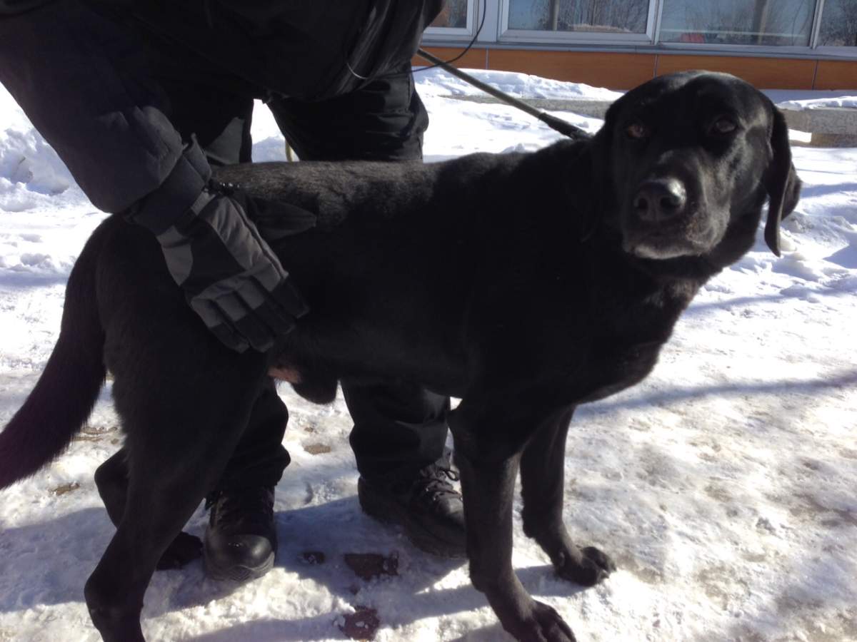 The Winnipeg Humane Society is encouraging would-be pet owners to 'check out' a dog as part of a new program.