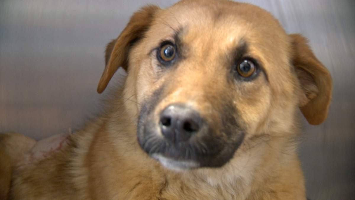 Arrow, whose story garnered national attention last week, is now recovering better than expected.