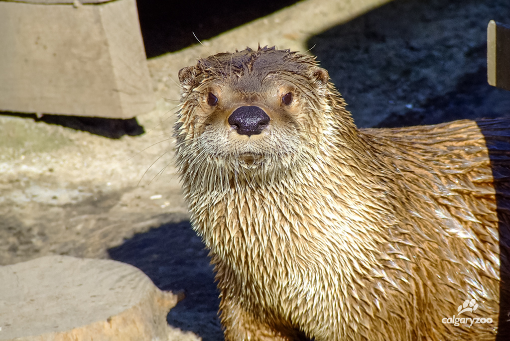 Logan, the river otter mysteriously died at the Calgary Zoo Thursday.
