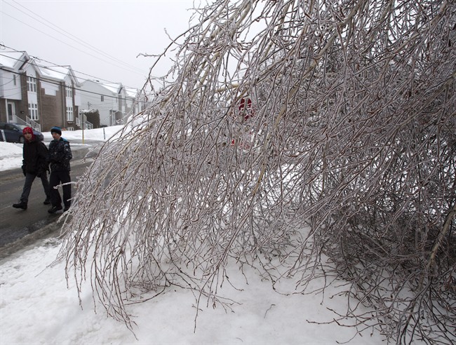 Pedestrians walk past a ice-laden birch tree.