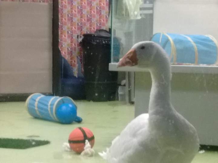 Sidney the goose in his digs at the SPCA.