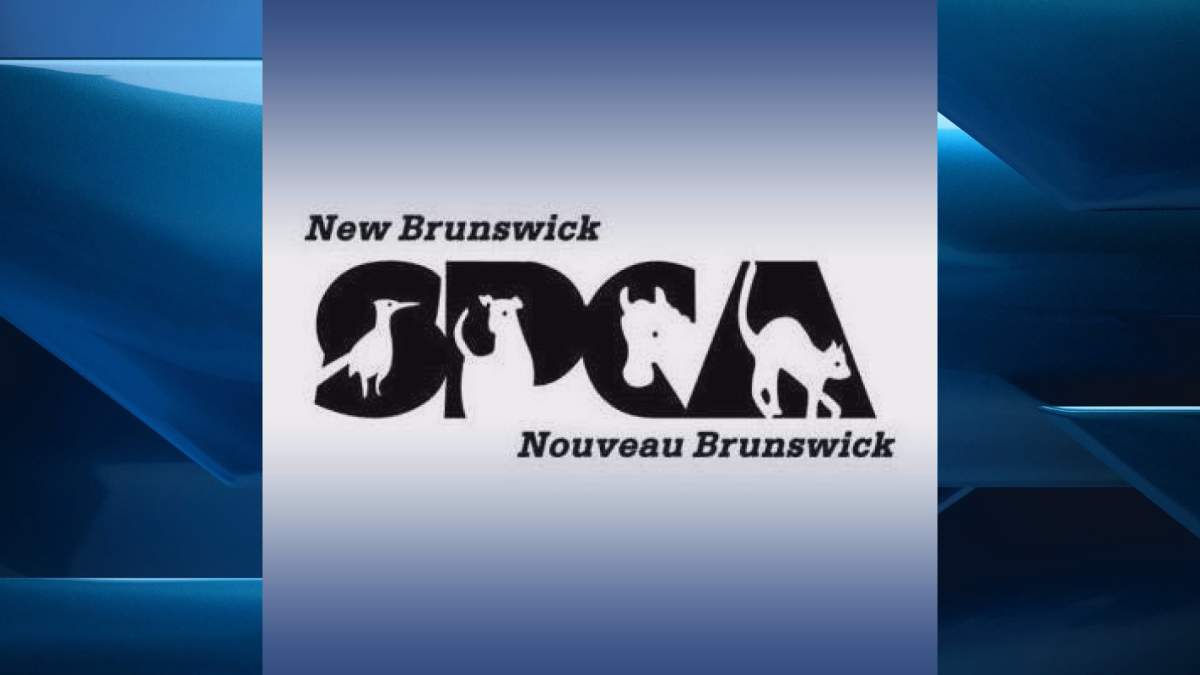 Kyle Springer pleaded guilty to animal cruelty on Tuesday in provincial court in Woodstock, N.B.