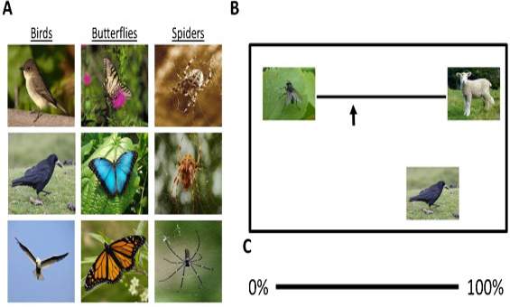 An example of images used in the study.