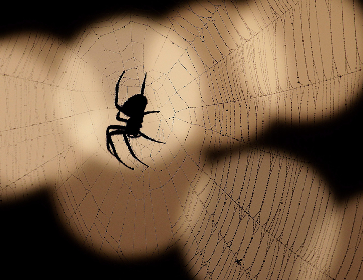 How big is this spider to you? If you're an extreme arachnophobe, you might see it as being bigger than it actually is.