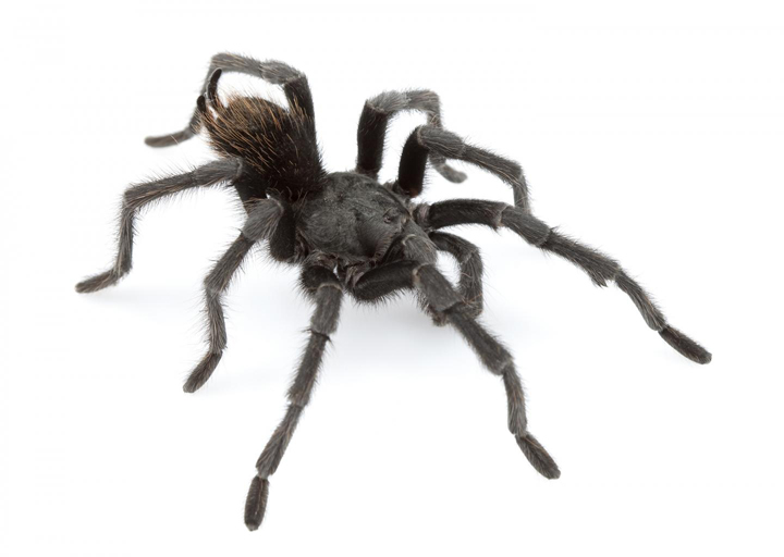 Meet Aphonopelma johnnycashi, a new spider named after country legend Johnny Cash.