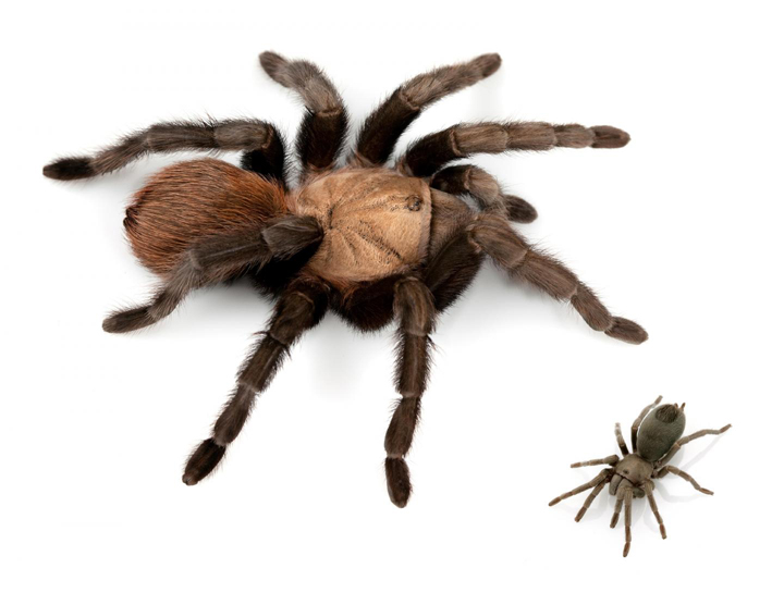 New species of tarantula named after Johnny Cash | Globalnews.ca