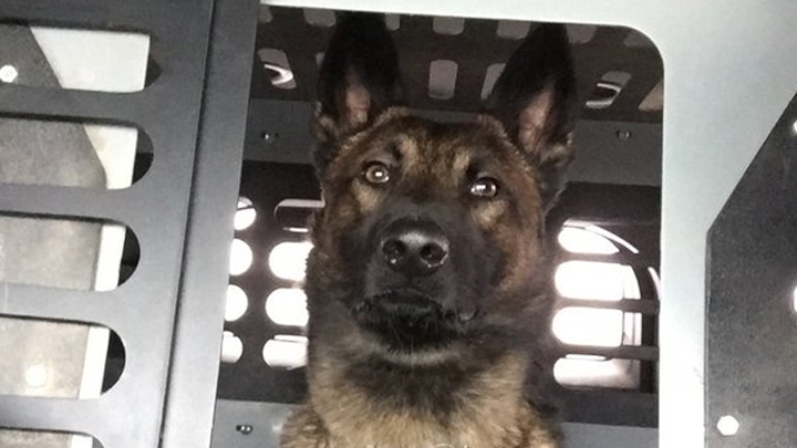 Vehicle break-in suspects tracked down by Saskatoon police dog - image