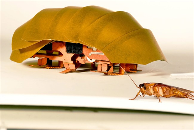 This photo provided by PolyPEDAL Lab UC Berkeley, shows the compressible robot, CRAM with a real cockroach. 