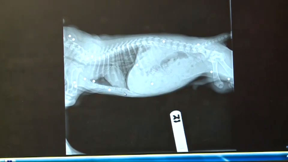 6-week-old puppy still has pellets in body after being shot 18 times with BB guns; 2 teens charged - image