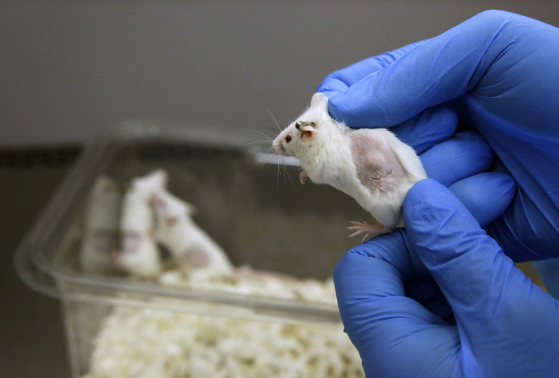 Calgary researchers use MRIs to reduce medical testing on rats and mice - image