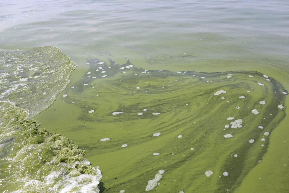 A recently published study suggests climate change may encourage longer and more frequent blooms of toxic algae along Canada’s Pacific coast.