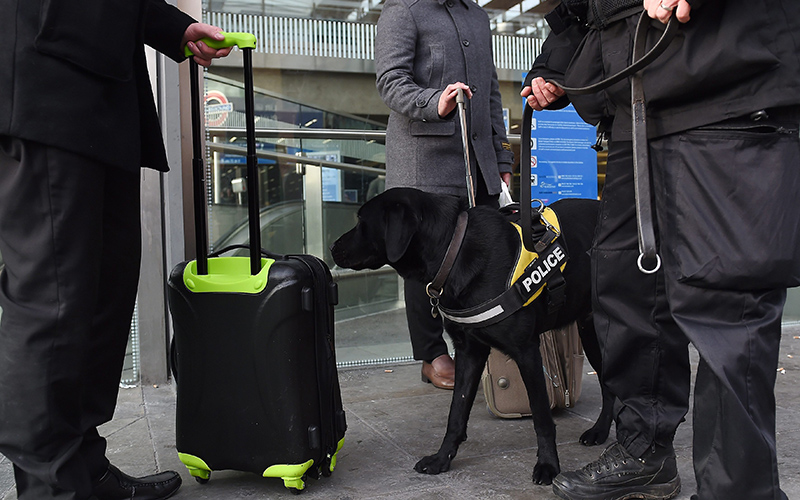 A police sniffer dog at work in central London, Britain, 14 January 2016.  