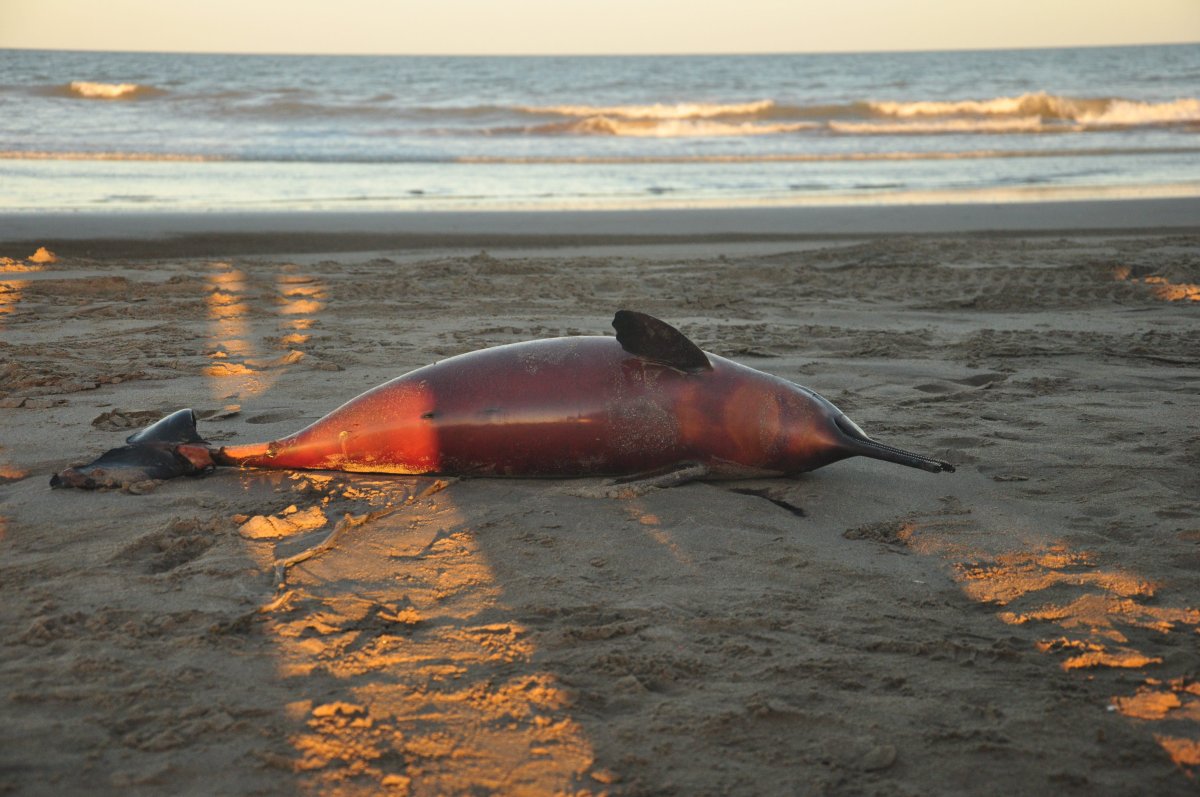 This Feb. 24, 2016 photo released by Fundacion Mundo Marino, or Marine World Foundation, shows a dead dolphin on a beach in La Costa district in Buenos Aires province, Argentina. Marine biologists in Argentina say they are trying to understand why almost two dozen Franciscana dolphins recently appeared dead on a handful of beaches. The Franciscan is an endangered species, and only found waters off of Argentina, Uruguay and Brazil. 