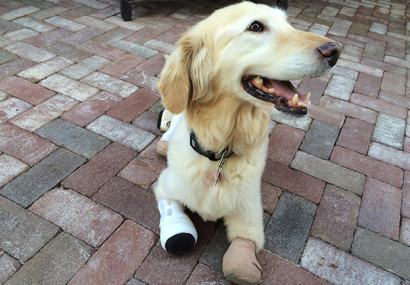 Chi Chi, a golden retriever mix, lays down in the yard of her new home in Phoenix. The 2-year-old dog has spent two months in a veterinary clinic in Seoul learning how to live with prosthetic paws. 