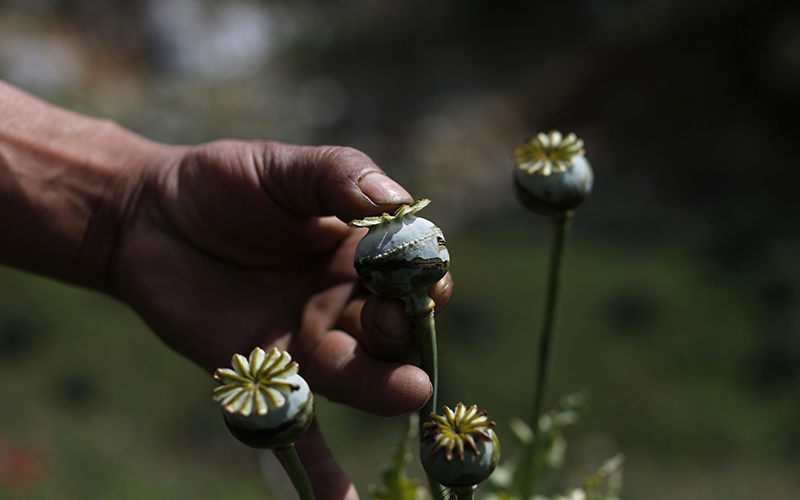 An opium grower shows how he "milks" a poppy flower bulb to obtain opium paste in the Sierra Madre del Sur state, Mexico. 