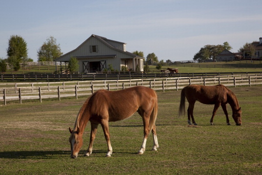 Selma is planning a crackdown on what one councilman says is a big problem: Horse droppings.
