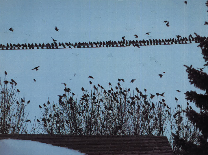 March 4: Nadine Gurski took this Your Saskatchewan photo of a gathering of Cedar Waxwings in Saskatoon.