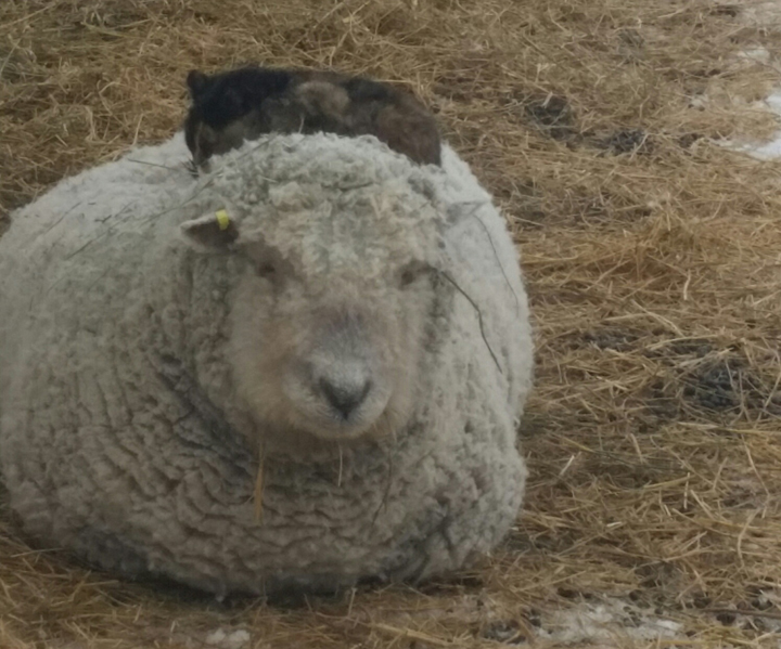 March 14: This Your Saskatchewan photo was taken by Teagon and Bryor Polsfut in Biggar of their cat enjoying a warm wool blanket.