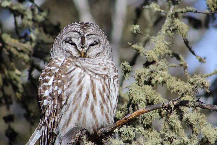 March 15: Clarence Rye took this Your Saskatchewan photo of a barred owl sunning itself Sunday afternoon at Brightsand Lake.