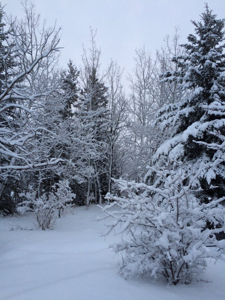 March 16: Chris snapped this Your Saskatchewan photo in Glaslyn, where 12 cm of snow has come down over the past few days.