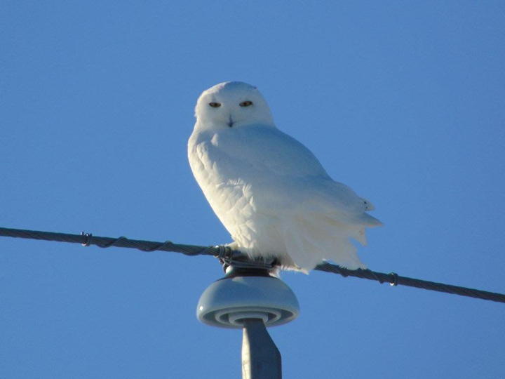 March 21: This Your Saskatchewan photo of a snowy owl was snapped by Faye Campbell at Foam Lake.