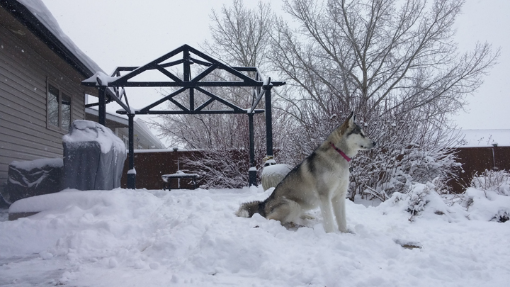 March 22: This Your Saskatchewan photo was taken by Jenine Boser of her Alaskan malamute in Regina’s fresh snow.