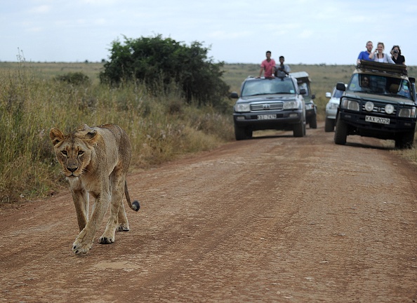A lioness walks up a road in front of tourist vehicles at the Nairobi national park on August 10, 2015.