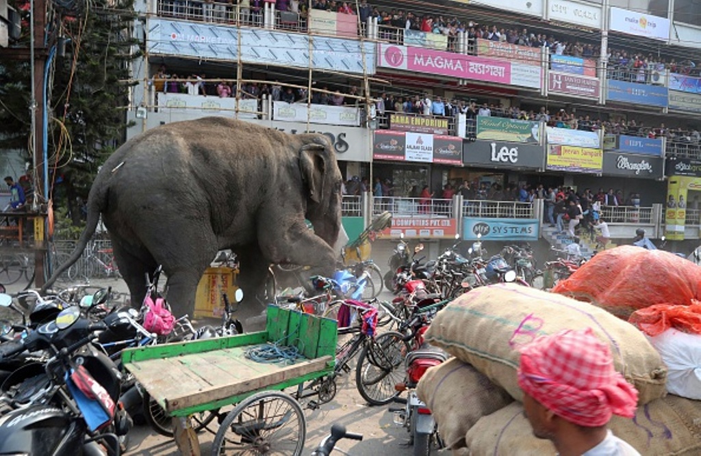 Indian bystanders watch as a wild elephant with a tranquliser dart in its back side walks along a street in Siliguri on February 10, 2016. 