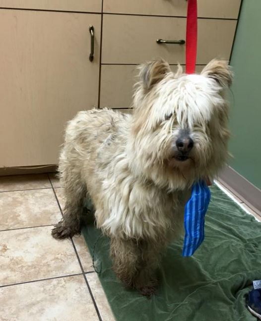 Dog found tied up in field and caught up in barbed wire | Globalnews.ca