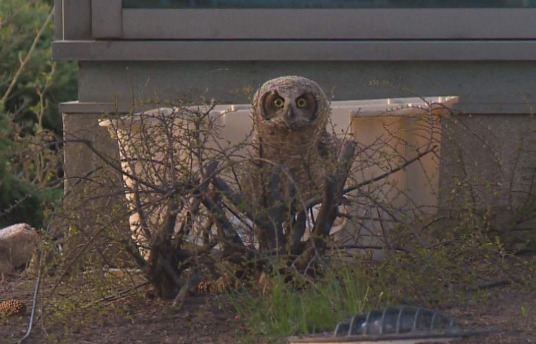 Baby owl reunited with parents - image