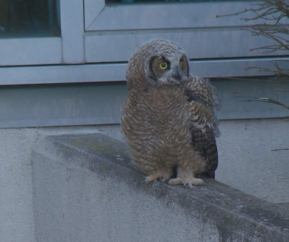 The Kelowna SPCA is asking people to leave the owl family alone as it finds its way around downtown. 