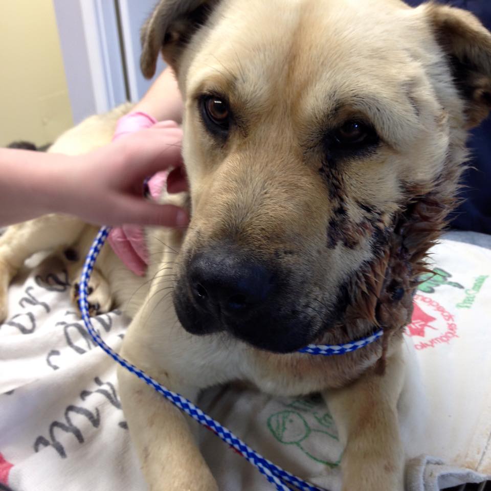 This shepherd cross was found with extensive open wounds and infections near Glaslyn, Sask.