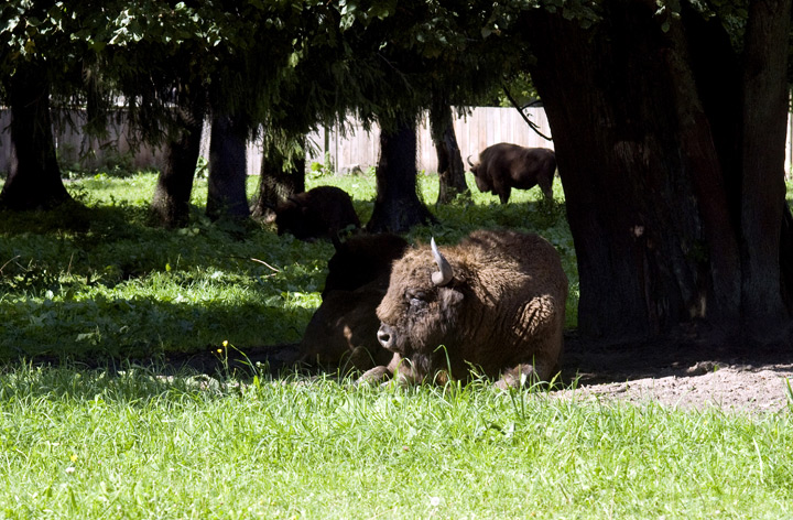 European bison