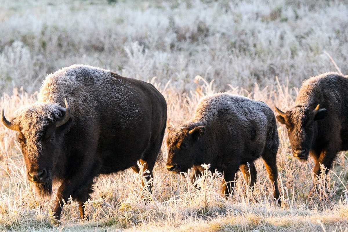 In this undated photo provided by Parks Canada a plains bison herd roam in a section of the Elk Island National Park, Canada. Descendants of a bison herd captured and sent to Canada more than 140 years ago will be relocated to a Montana American Indian reservation. 