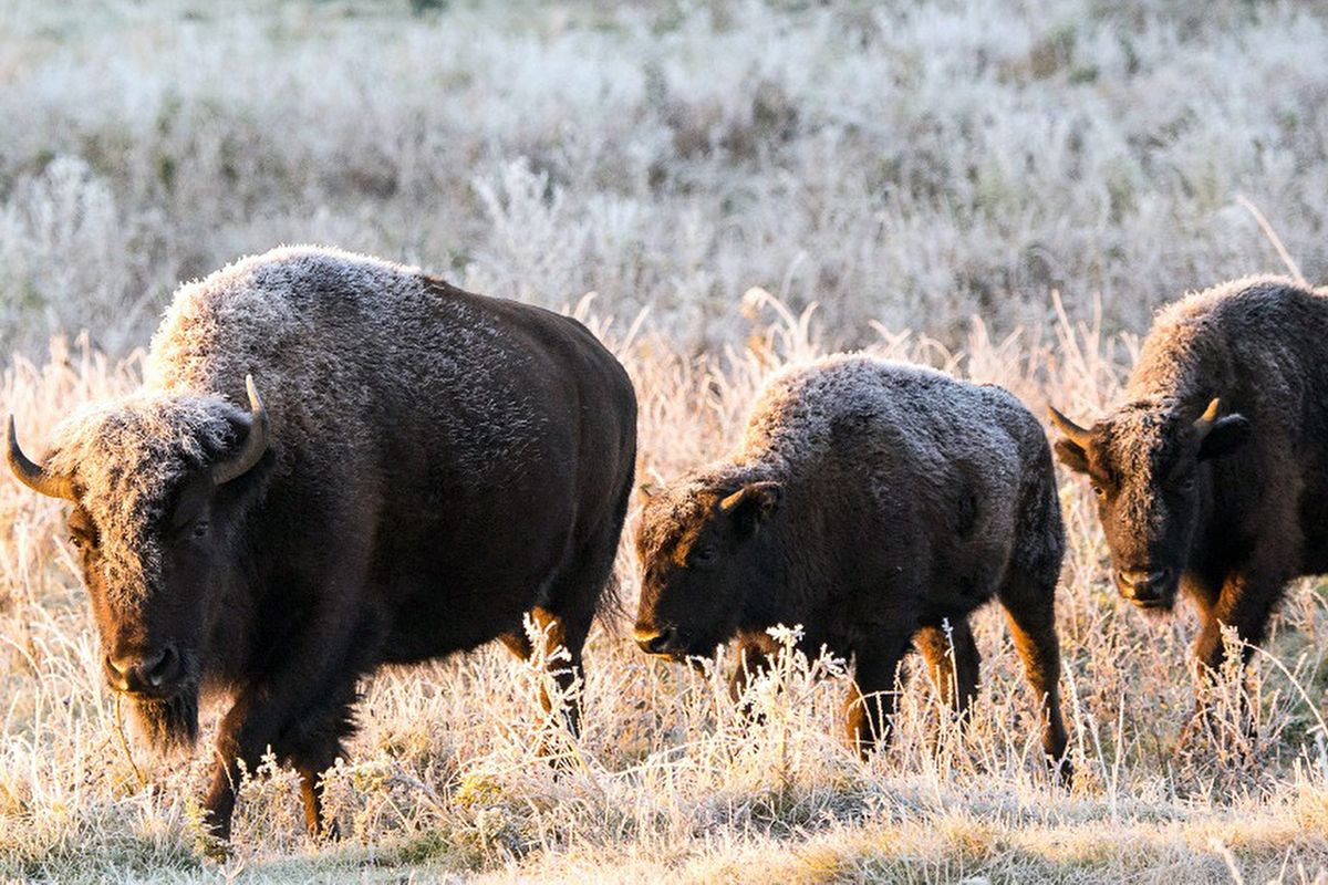 In this undated photo provided by Parks Canada a plains bison herd roam in a section of the Elk Island National Park, Canada.