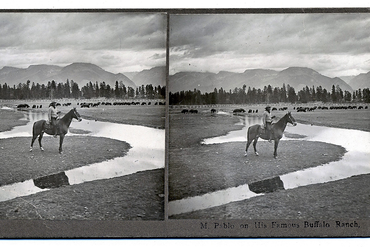 In this undated photo provided by Montana Historical Society Photograph Archives from a stereograph shows Michel Pablo looks over some of his bison, which were rounded up, sold, and shipped to the Canadian government.