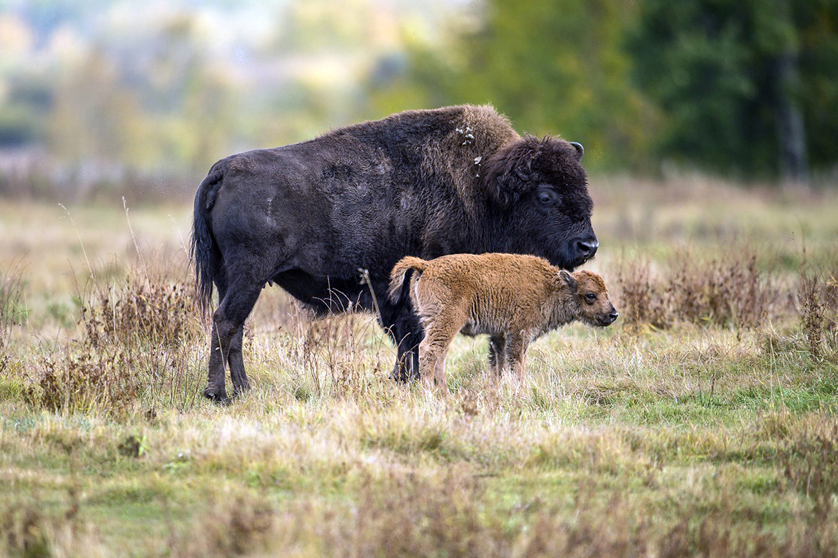 In this undated photo provided by Parks Canada, a bison and it’s calf roam in a section of the Elk Island National Park, Canada.