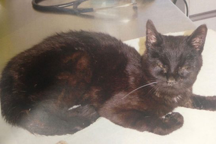 One of 107 cats removed from Diane Way's home had multiple health problems, including eye infections.