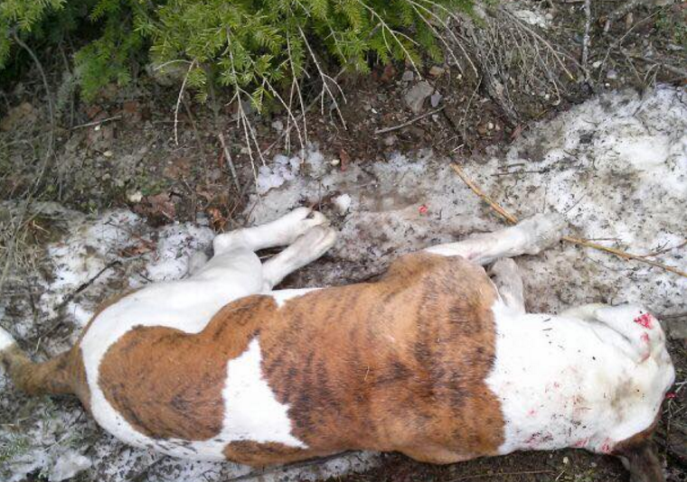 Members of the Crowfoot Snowmobile Association discovered a dead dog shot in the head on March 20, 2016.