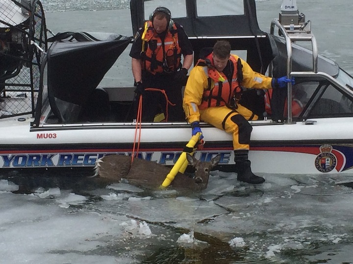Police marine unit rescues 3 deer that fell through ice on Ontario lake - image