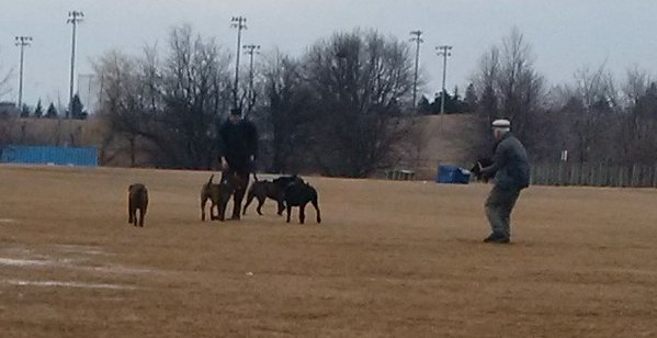 Haupt said he was about 10 metres away when one of the mastiffs grabbed his dog, holding Dacky in its mouth before dropping her. Another mastiff then bit her, Haupt said.