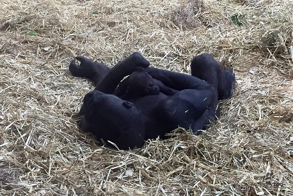 The Calgary Zoo’s gorilla Kioja gave birth on Wednesday, March 9, 2016.